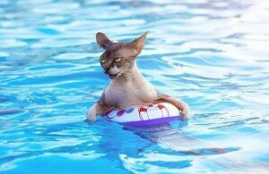кошка боится воды