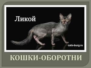 Порода кошек ликой. Кошка-оборотень