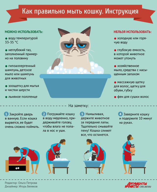 Эффективные методы и советы по правильному мытью кошки