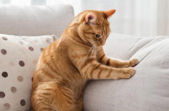 Когти против диванов: как примирить хищника с интерьером и понять природу его страсти