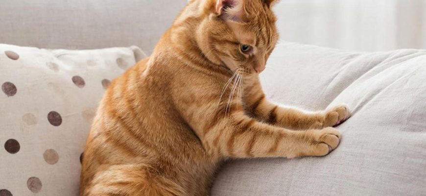 Когти против диванов: как примирить хищника с интерьером и понять природу его страсти