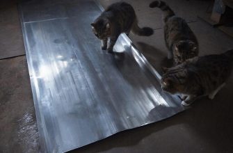 От огня до мурчания: как горячекатаный лист создает вечный уют для вашего кота