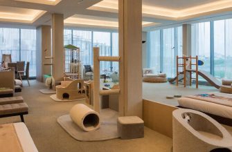 Мурчащий отпуск: как найти идеальную гавань для вашего кота на время вашего отъезда