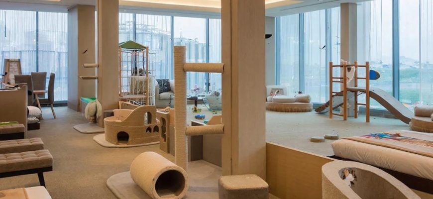 Мурчащий отпуск: как найти идеальную гавань для вашего кота на время вашего отъезда