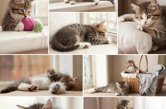 Хроники пушистого счастья: как мы создавали кошачий фотоальбом своими руками